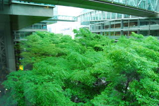 東京国際フォーラムの木々もきれい